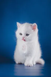 蓝色背景娇小可爱的猫咪图片