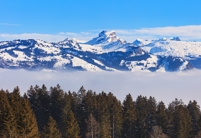 林木下雪冬天风景