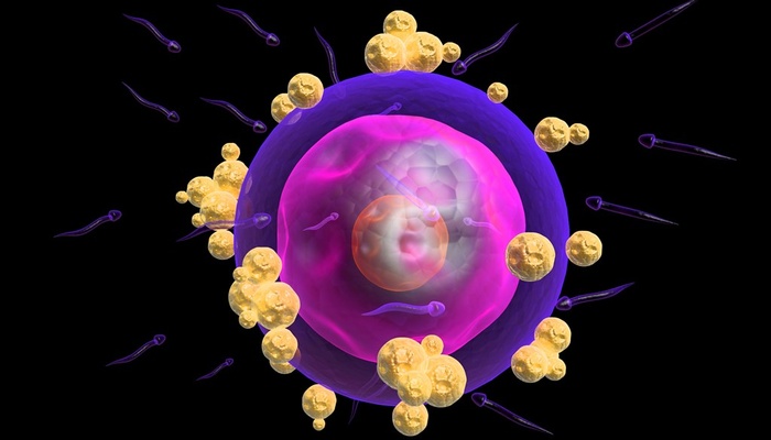 紫色卵子受精过程模型高清图片