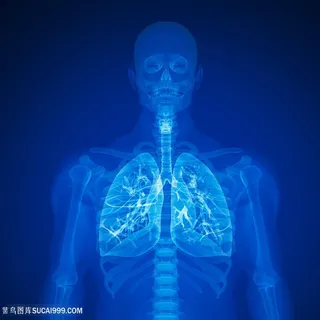 人体器官肺部透视图片 人体器官肺部透视图片