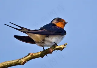 黑色燕子在遥望