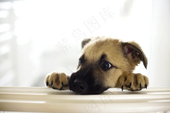 超萌狗狗图片下载