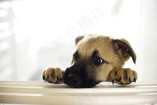 超萌狗狗图片下载