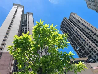 阳光烈日下的树木