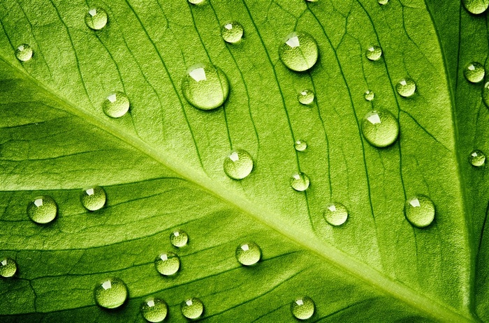 分散在叶子表面的水珠摄影高清图片