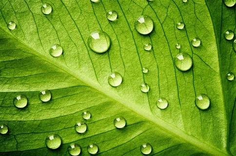 分散在叶子表面的水珠摄影高清图片 分散在叶子表面的水珠摄影高清图片