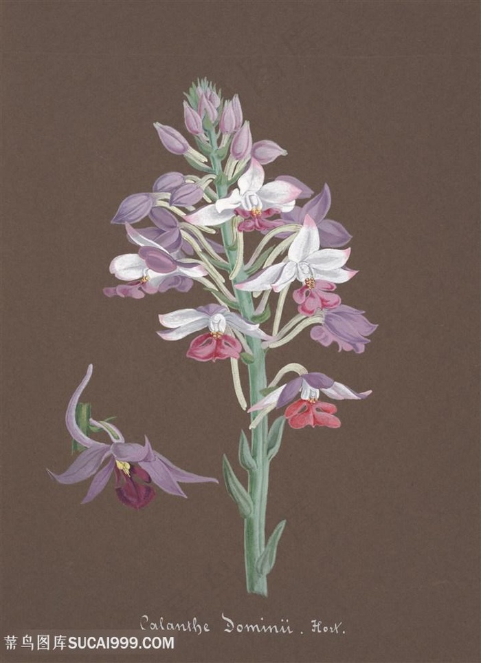 高清神采兰花唯美插画手绘插画