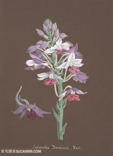 高清神采兰花唯美插画手绘插画 高清神采兰花唯美插画手绘插画