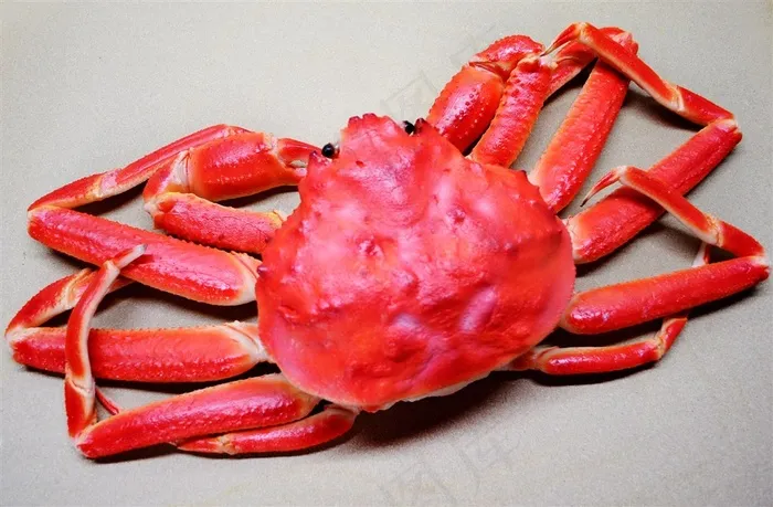 海洋生物螃蟹