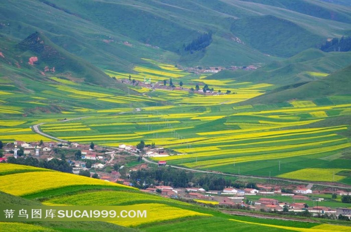 青海卓尔山山村油菜花美景