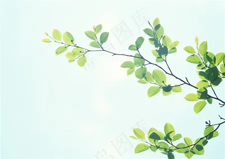 森林树木春天风景摄影图片