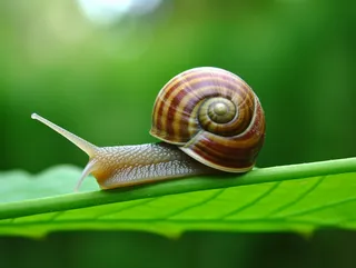 蜗牛爬在绿叶上面特写摄影图