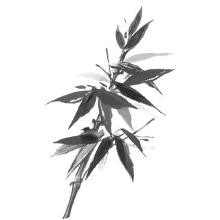 竹子水墨画中国风国画墨水书法竹子画