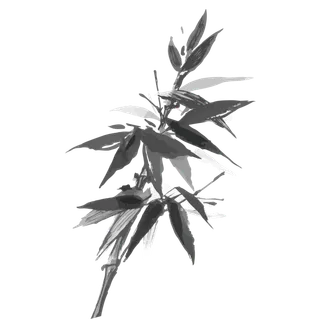 竹子水墨画中国风国画墨水书法竹子画