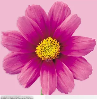 粉红菊花