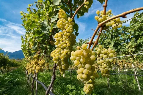 葡萄园里的葡萄