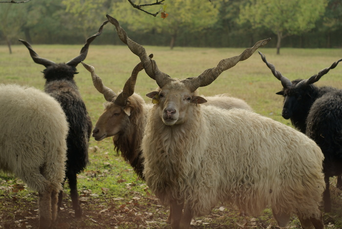 羊白羊牧场动物素材动物实拍