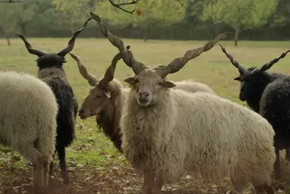 羊白羊牧场动物素材动物实拍
