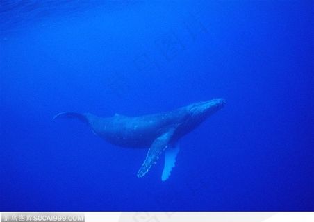 海中生物-海水中游玩的鲸鱼 海中生物-海水中游玩的鲸鱼