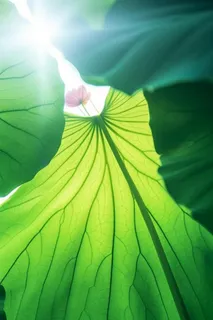 阳光荷叶清爽背景图 阳光荷叶清爽背景图