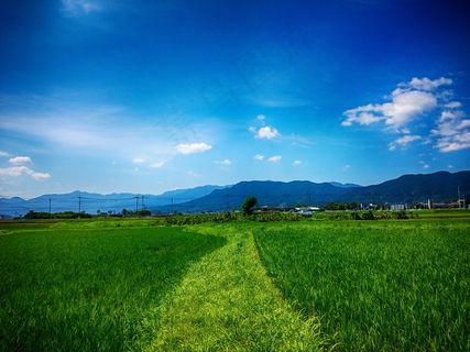 春天稻田风景图片 春天稻田风景图片