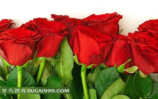 红玫瑰鲜花壁纸背景 红玫瑰鲜花壁纸背景