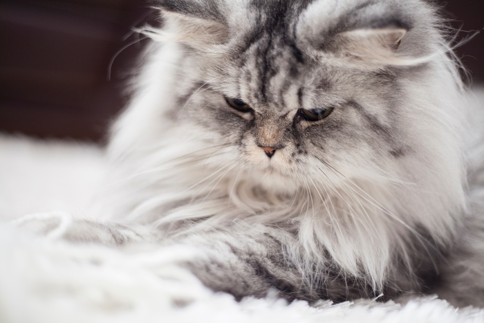 可爱猫咪猫猫摄影素材