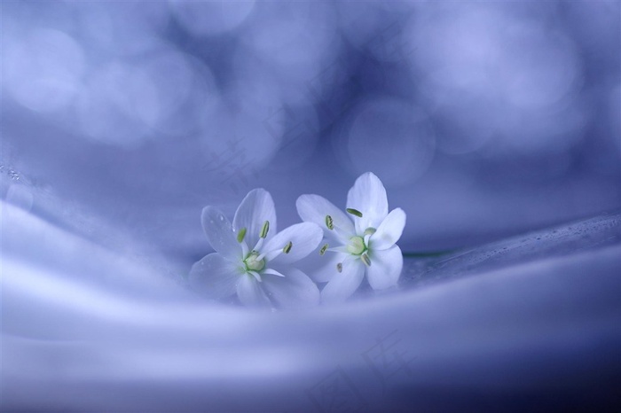 唯美白色花朵鲜花高清图片