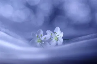 唯美白色花朵鲜花高清图片