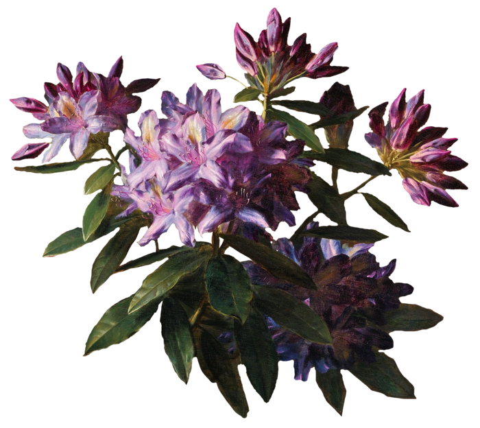 复古油画质感宫廷花卉植物花朵鲜花拼贴图案PNG免抠图片设计素材