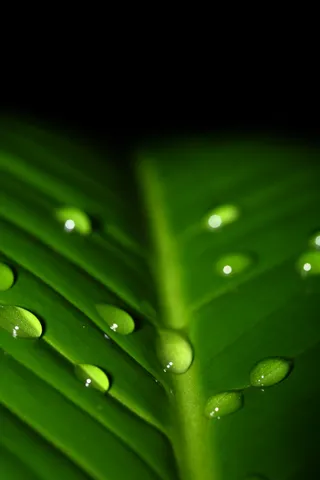 高清绿叶背景图片下载