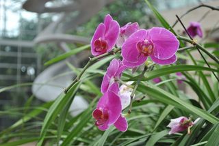 蝴蝶兰盛开图片下载