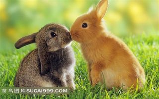 草地上两只兔子亲吻图片