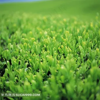 唯美绿色植物图片