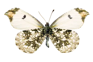 蝴蝶 彩蝶 花蝴蝶 动物 昆虫 免抠