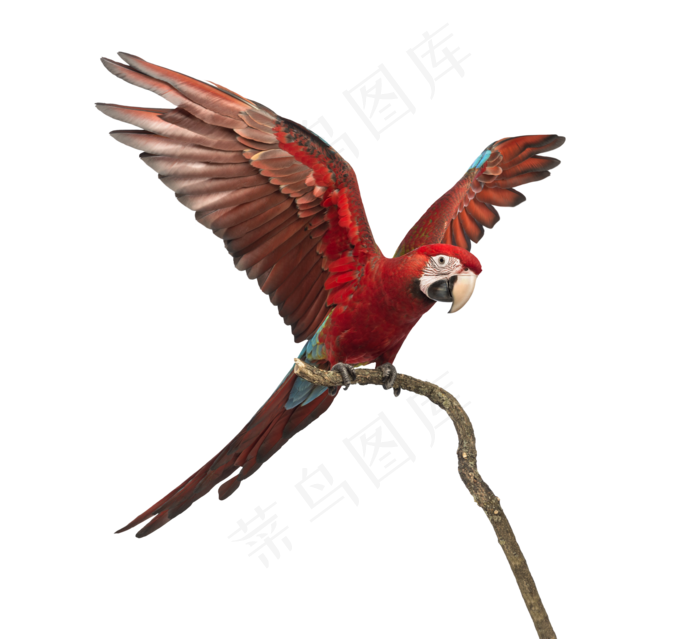 鹦鹉鸟元素