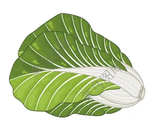 白菜矢量图