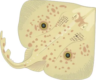 卡通动漫风动画动漫写实素描描摹动物海洋世界鱼24