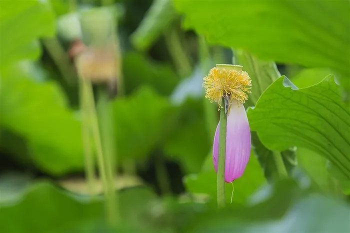 荷花花瓣与莲蓬