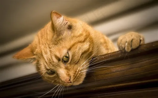 趴着往下看的可爱猫咪摄影高清图片