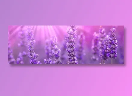 唯美春天全景景色薰衣草图片