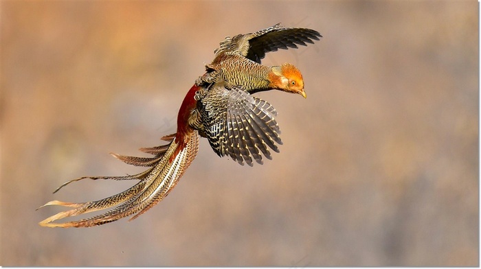 美丽的红腹锦鸡大图鸟图片