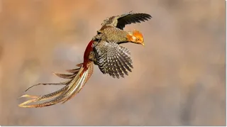 美丽的红腹锦鸡大图鸟图片