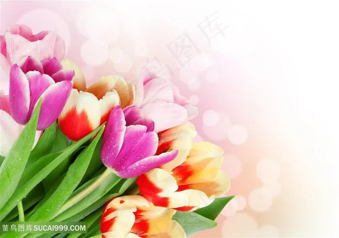 高清唯美郁金香花束鲜花图片