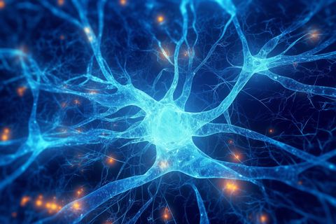 科技感人体器官线条深蓝色神经元 科技感人体器官线条深蓝色神经元