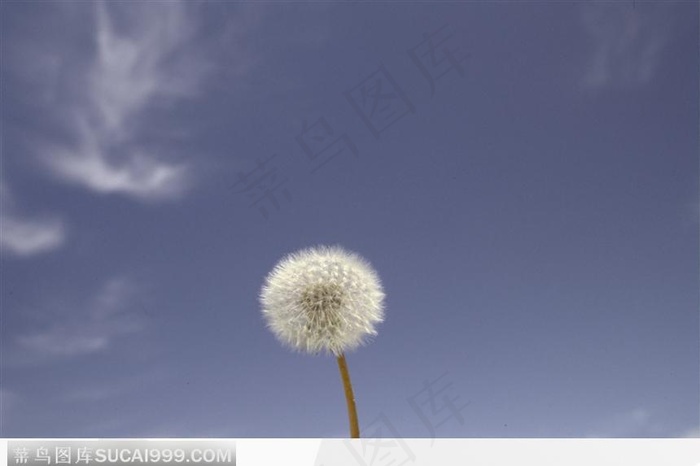 蓝天下的蒲公英