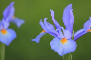 盛开百合花图片