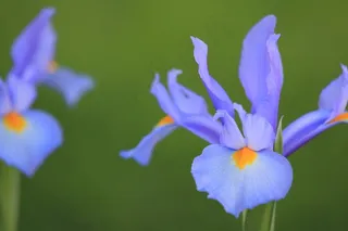 盛开百合花图片