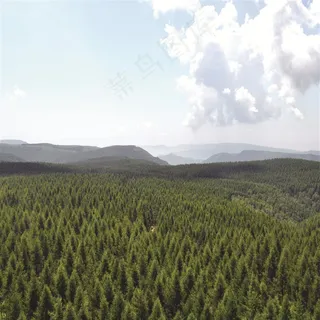 蓝天云彩下的森林景观图摄影图片