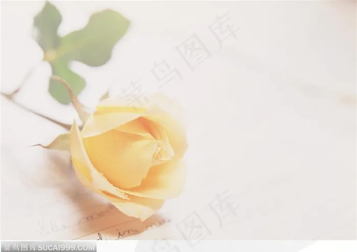 情人节物语-一支黄色的玫瑰